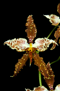 Cyrtocidium Steve Beckendorf 'Ushi' AM 83pts